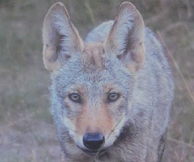 Die Rückkehr des Wolfes nach NRW • GAT