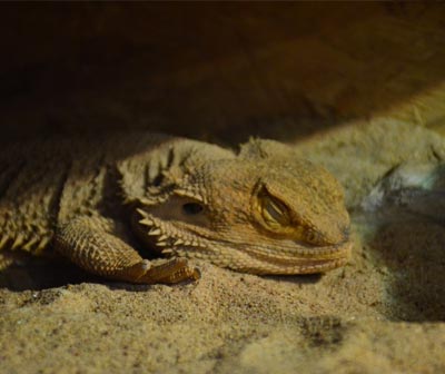 „Die Tiere merken, dass etwas anders ist“ • GAT