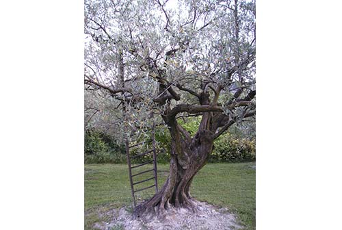 Olivenbaum | Frankreichaustausch • GAT