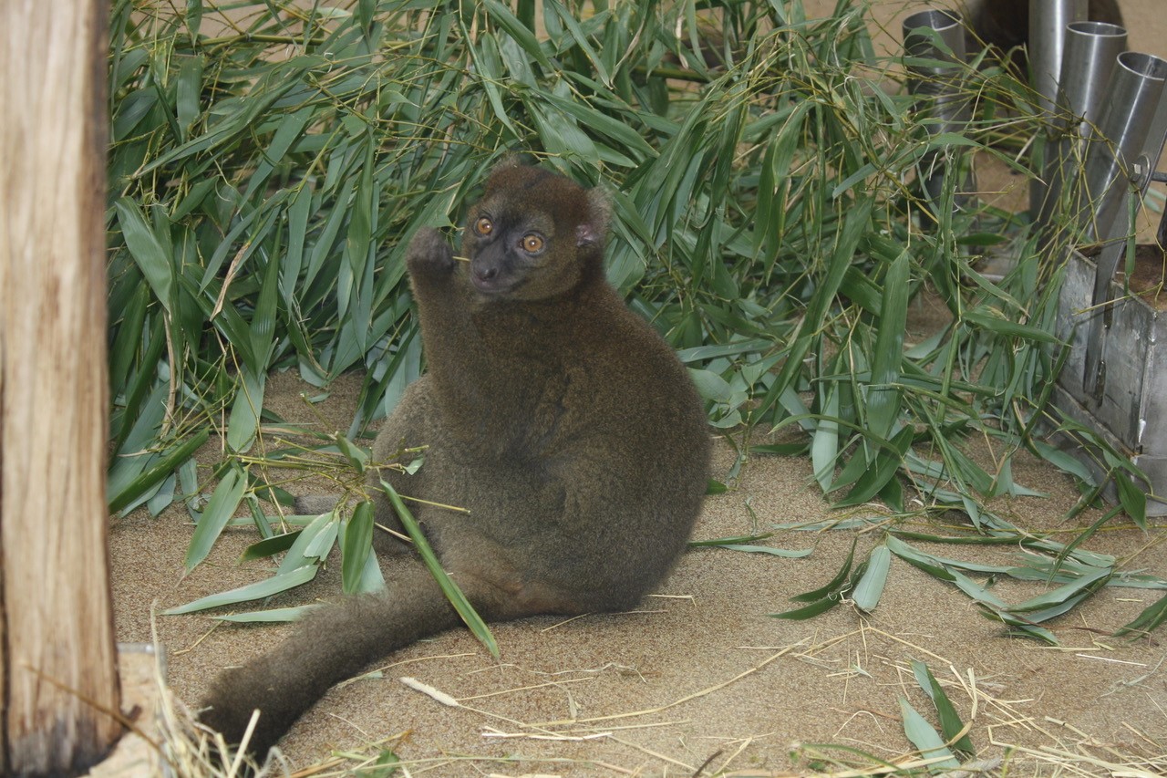 ZS4 Affe Kölner Zoo