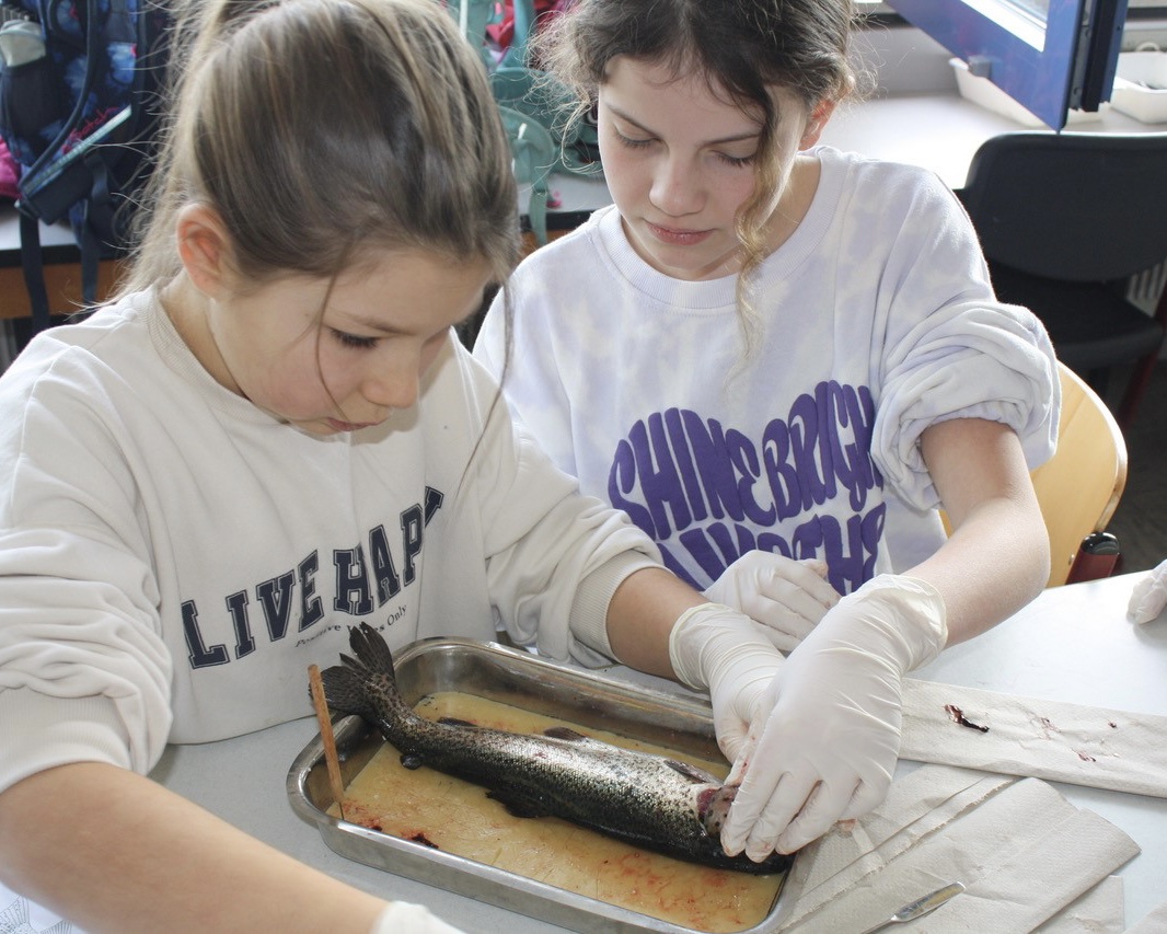Schülerinnen des GAT sezieren eine Forelle
